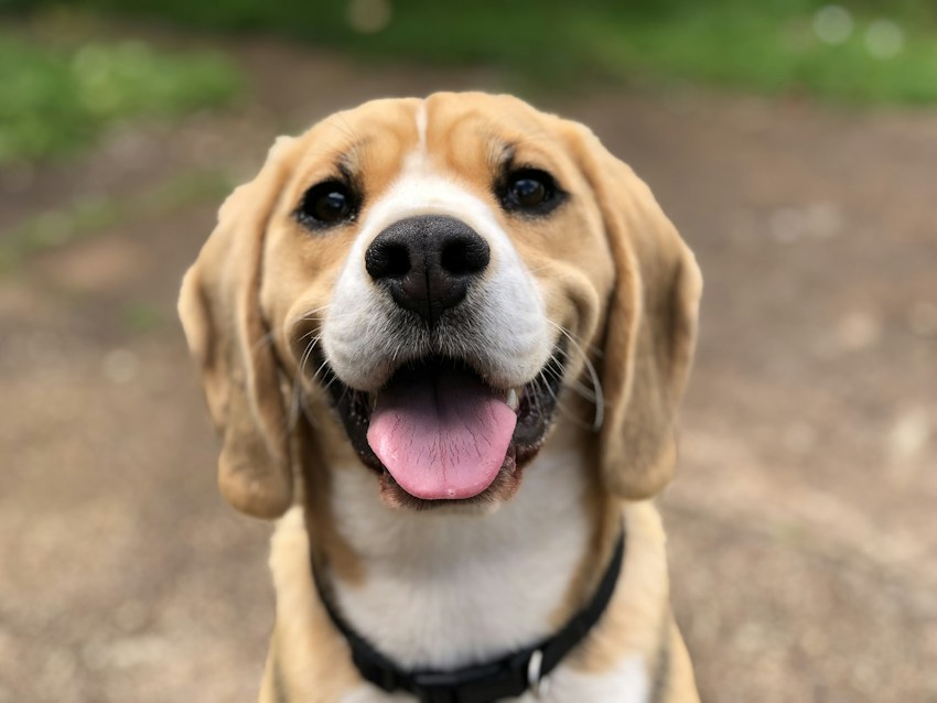 Dog outdoors in natural light