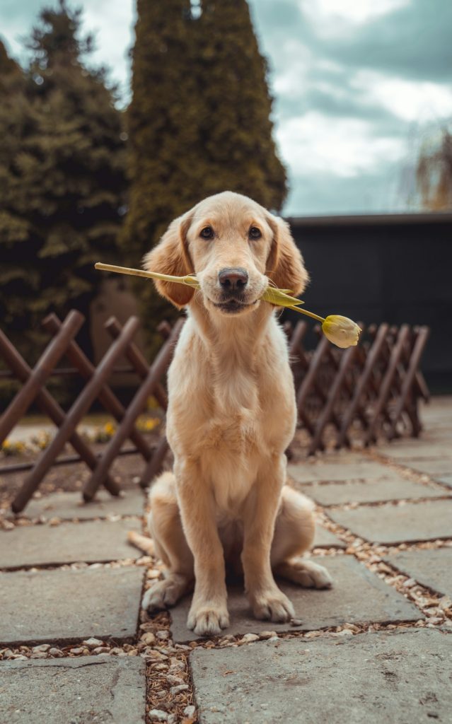 Golden retriever in a natural outdoor setting